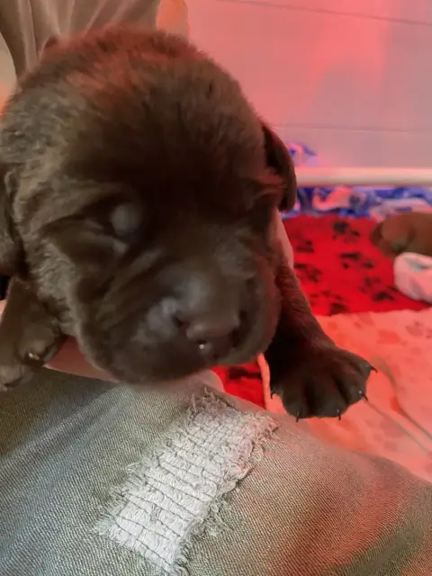 Labrador Retriever  Collier Bleu