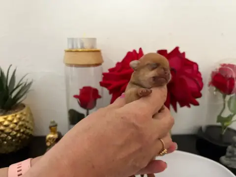 Chihuahua  Chiot N°4B Des Roses De Lolita photo 2