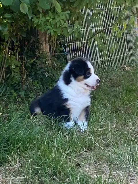 Berger Australien 
                        Berlioz Du 63a0e photo 2