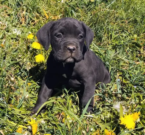 Cane Corso  Collier Gris De La Tribu Amazone photo 3