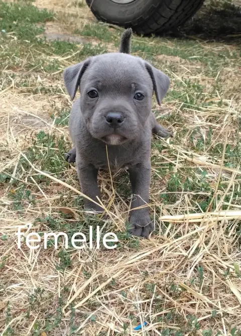 Staffordshire Bull Terrier 
                        C 87429 photo 3
