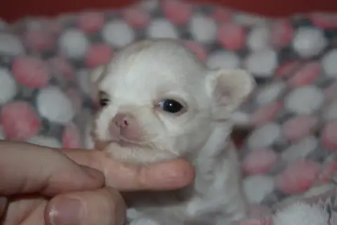 Chihuahua  Barbarella Poupée Des Terres De La Faisand 39e03 photo 2
