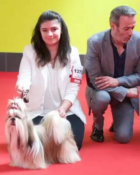 Shih Tzu  Chiot N°6 Du Paradis D'Indiana photo 3