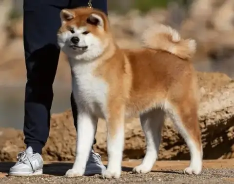 Adopter Akita 
                        Awa Ryosuke Des Dragon eca94