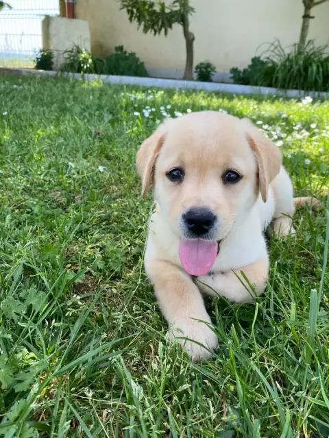 Labrador Retriever  2 Des Bonnes Beches