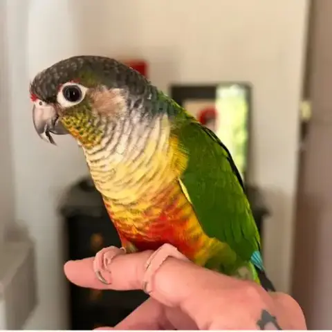 Conure De Molinae Eam