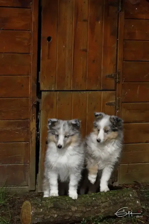 Shetland Sheepdog  Adiva Blue Du Cèdre Enchanté photo 3