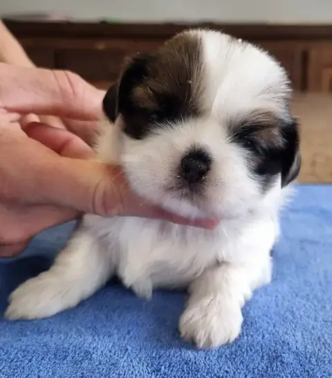 Shih Tzu  Chiot N°2 Des Hirondelles Du Voyage photo 3
