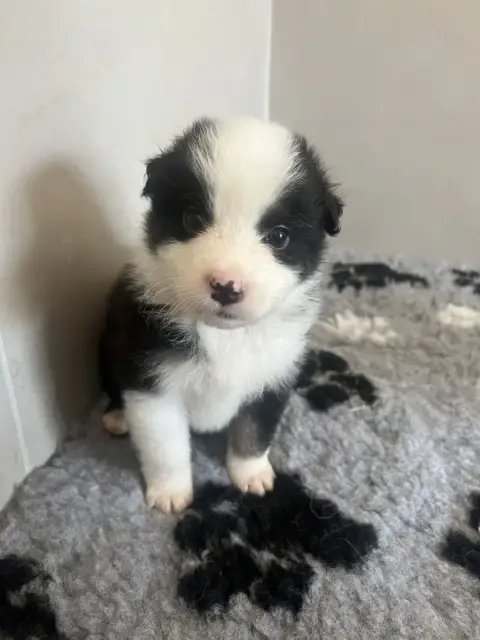 Berger Australien 
                        Chiot N°9  15951