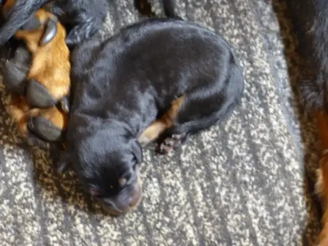 Berger De Beauce  Chiot 5 Du Royaume D'Elsa