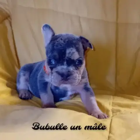 Bouledogue Français Couleur Exotique  Porteur Fluf