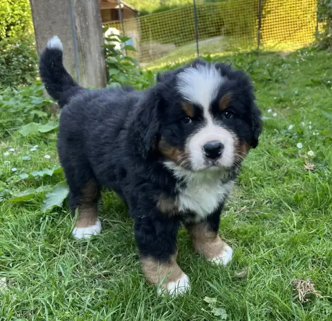 Bouvier Bernois  Baloo Du Centre Équestre Du Nid De V 67fa5