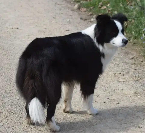 Border Collie  Vert Des Bergers Des P'Tits Ours photo 3