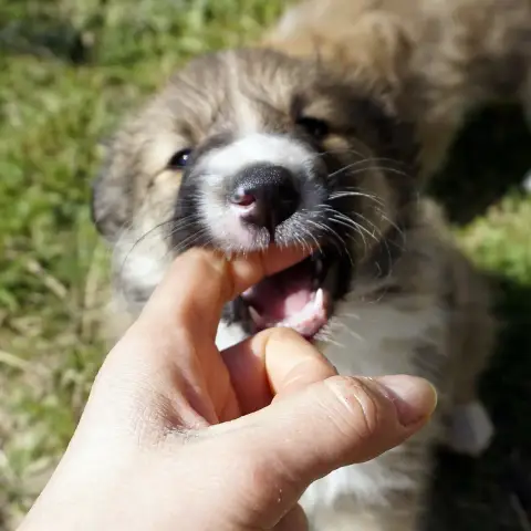 Shetland Sheepdog  Broly Du Fantasy Game photo 2