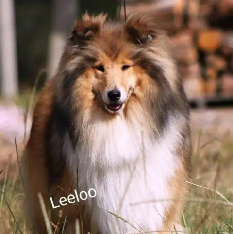Colley À Poil Long  Chiot N°3 De Remember Our Love photo 3