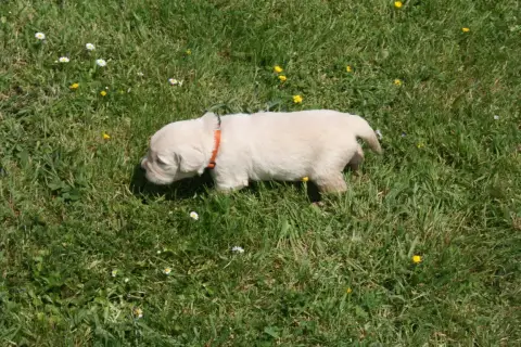 Golden Retriever  Femelle 6 Des Jardins De Vesco
