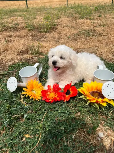 Coton De Tulear 
                        Betty De Jer 01abb photo 3