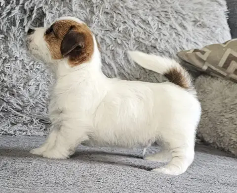 Jack Russell Terrier  Bee Lacus Meduli