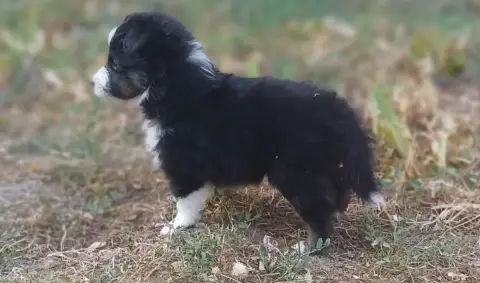 Shetland Sheepdog  Chiot N°2 Des Touches Noires photo 2