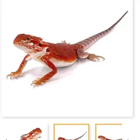 Pogona Vitticeps Red