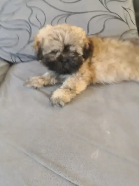 Lhassa Apso  Bahia A Pazzia D'Aurelia photo 2