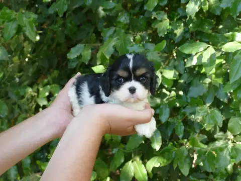 Cavalier King Charles Spaniel  Chiot N°1 Du Temps Des 250dd