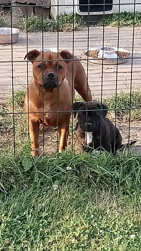 Staffordshire Bull Terrier  Chiot N°2 The World Of An b7d16 photo 3