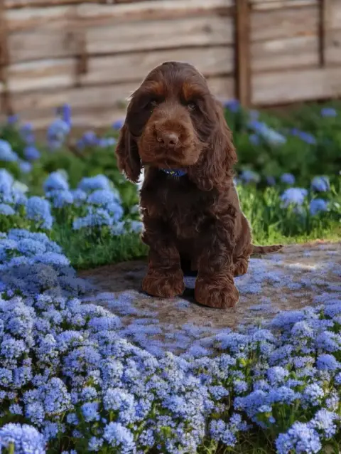 Cocker Spaniel Anglais  Bill Chocolat Et Feu Des Quat 67310