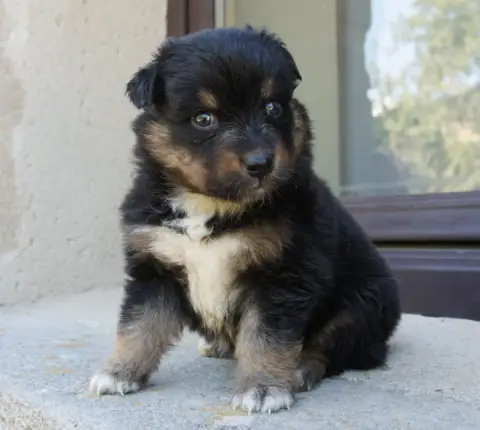 Berger Australien  Chiot N°6 Des Assards De Pierregou a41e1