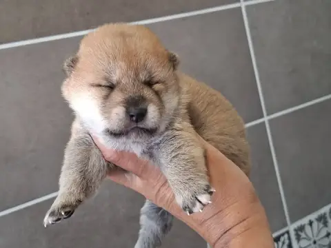 Shiba 
                        Chiot N°2 Of Skystaff  4d9a9