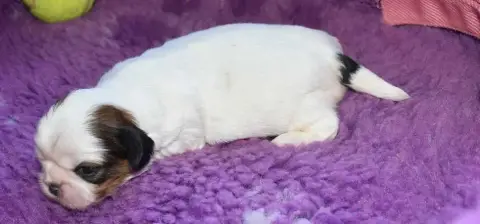 Shih Tzu  Chiot 1 B................ De La Maison Du R 84bc9 photo 2