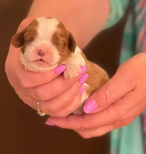 Cavalier King Charles Spaniel photo 3