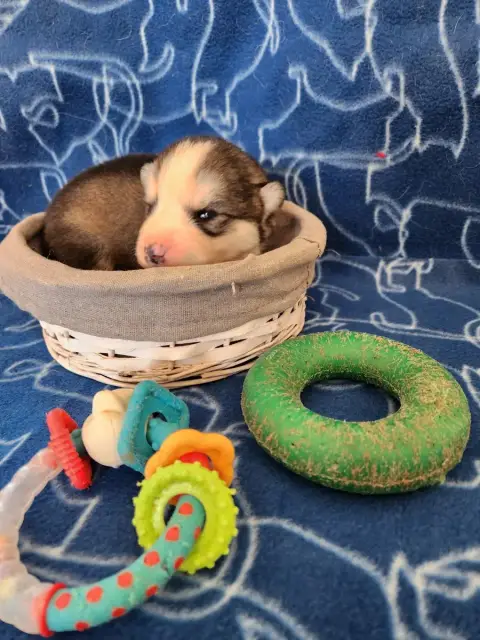 Alaskan Malamute photo 2