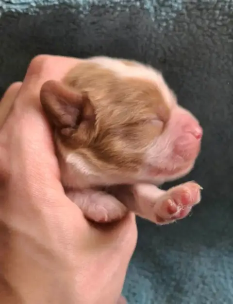 Cavalier King Charles Spaniel  Chiot N°1 De L'Elite D 719a2 photo 2