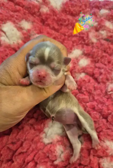 Chihuahua  Britney De La Plaine Du Jaelma