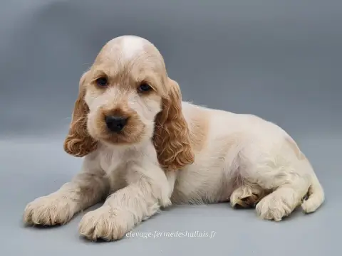 Cocker Spaniel Anglais  Baya Du Mont De La Chenaie photo 3