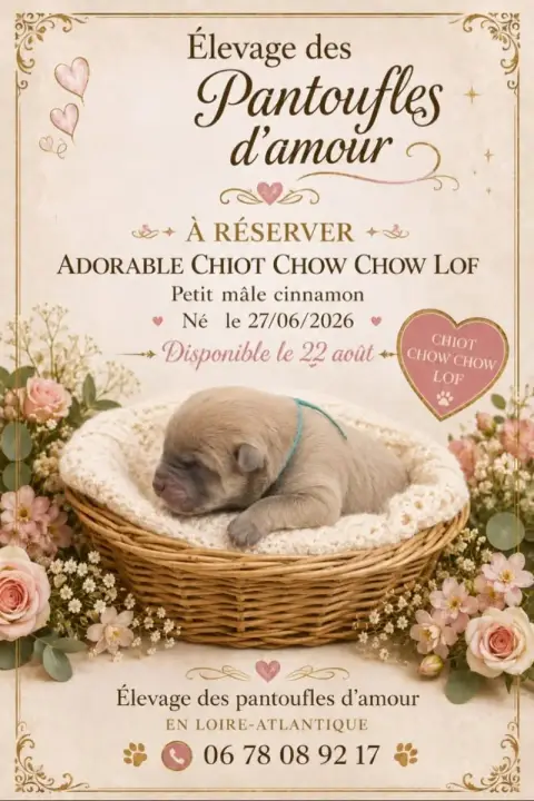 Chow Chow  B...... Des Pantoufles D'Amour