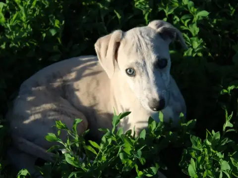Whippet  Chiot N°4 Du Clos D'Arlequin
