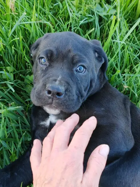 Cane Corso  Bosko Des Gardiens De Lennantony