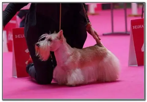 Scottish Terrier photo 3