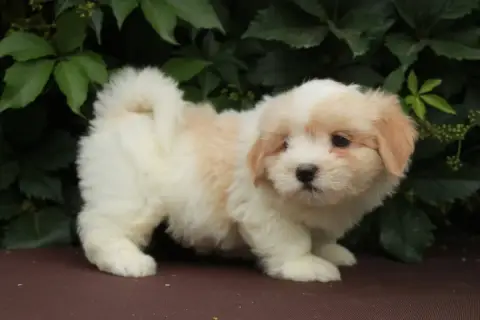 Coton De Tulear  Boom Des Montagnes Argentées