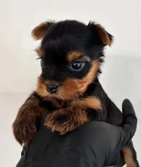 Yorkshire Terrier  Chiot N°2 De La Choupette Family c6700