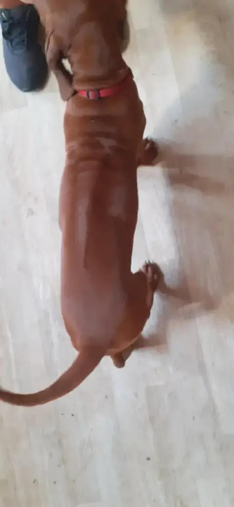 Rhodesian Ridgeback  Bantu Hells Rhodesian