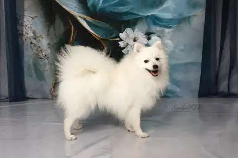 Spitz Japonais  Bobby Uma photo 2