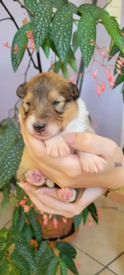 Shetland Sheepdog  B..... Des Molosses De Timoulys