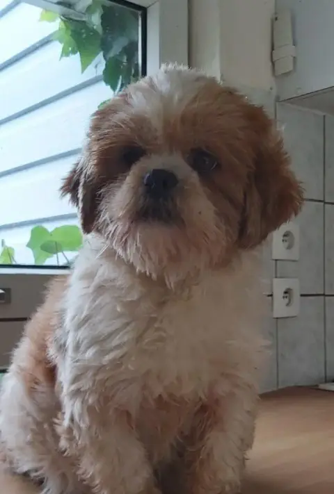 Lhassa Apso  Chiot N°4 Des Marais De Courmont photo 2
