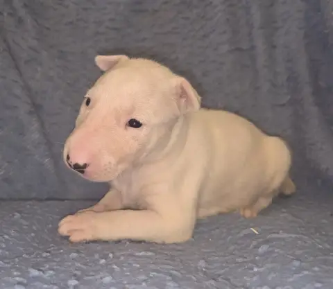 Bull Terrier  Chiot 2 By The Wall