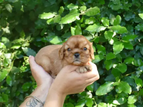 Cavalier King Charles Spaniel