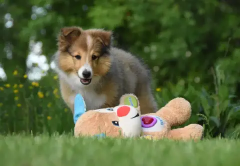 Shetland Sheepdog  Bazil photo 3