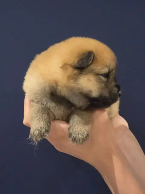 Eurasier  Aqua Du Royaume D'Ebène photo 3